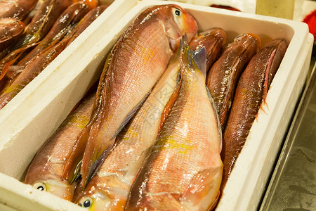 鲜鱼市场上的鱼海鲜美食寿司高清图片