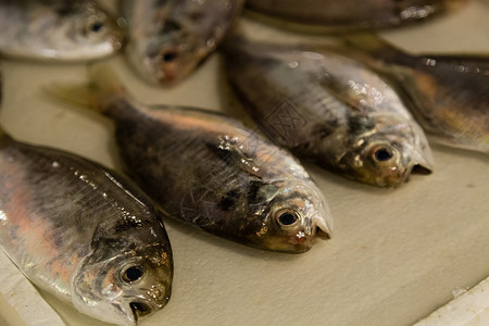 鲜鱼市场上的鱼美食海鲜寿司高清图片