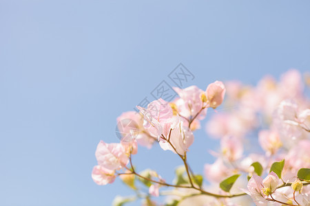 布干维尔灌木藤花园粉色植物衬套绿色藤蔓背景图片
