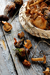 波多贝罗蘑菇干蘑菇黄色的高清图片