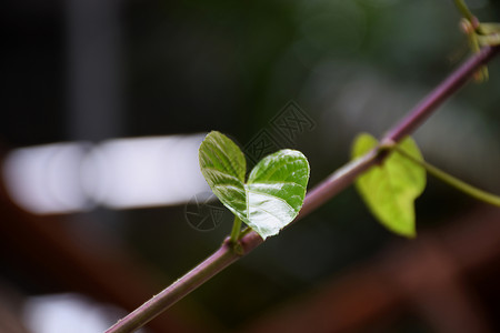 绿心叶形状天空环境宏观生态树叶植物花园生长康复生活背景图片