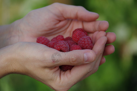女人手里的小草莓 特写背景图片