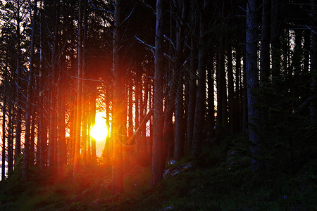 森林日落山羊树木背景图片