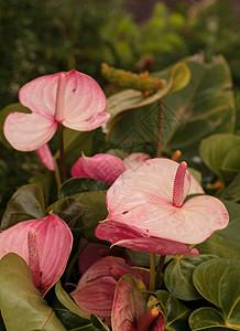 粉色花绿色热带花园植物背景图片