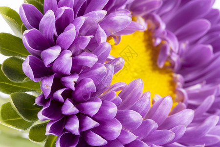 白色背景的Aster白花朵一朵紫花 关上高清图片