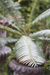 家庭花园中的绿叶棕榈照片地球植物绿色树叶热带公园背景图片