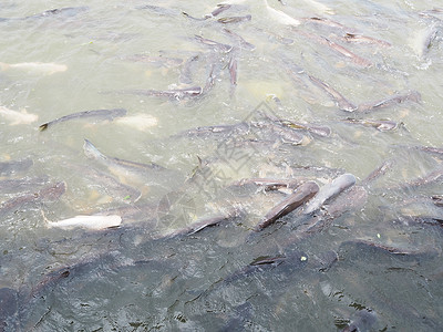 鱼群在肮脏的池塘里吃食物背景图片
