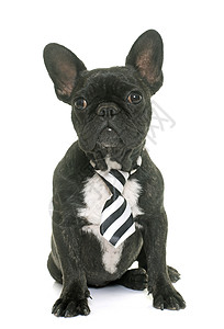 小狗法国斗牛犬领结黑色宠物动物斗牛犬奇装异服幽默衣领工作室领带背景图片