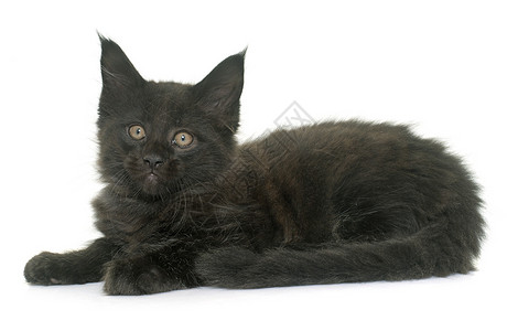 小猫工作室动物宠物黑色浣熊背景图片