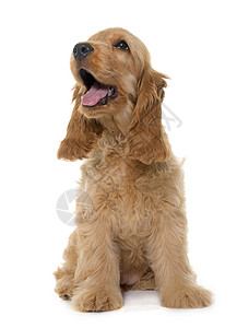 演播室里的小小狗鸡肉工作室女性猎狗棕色宠物猎犬英语动物背景图片