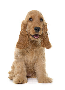 演播室里的小小狗鸡肉棕色动物英语猎狗猎犬工作室宠物女性背景图片