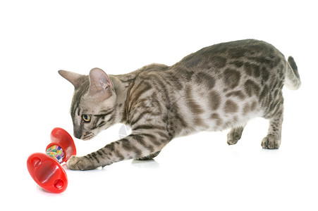 玩游戏的青金童猫工作室羽毛玩具宠物动物小猫灰色背景图片