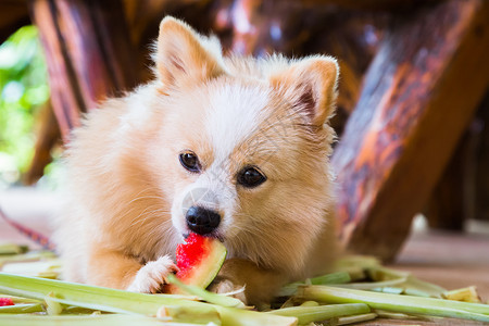 狗吃西瓜小狗耳朵食物棕色哺乳动物朋友宠物水果动物高清图片