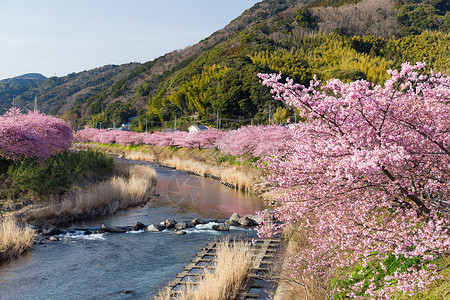 开花樱桃树樱桃树和河流公园植物群天空植物荒野风景花园池塘阳光植物学背景