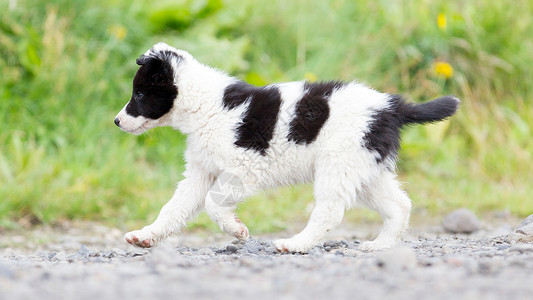 谢泼德农场上的边境科里小狗动物男性生物边界婴儿宠物牧羊犬情绪眼睛蓝色背景