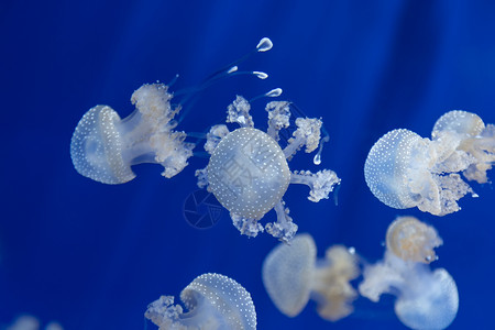 美杜莎水母水下潜水照片埃及红色 se蓝色触手海蜇水族馆游泳生物学珊瑚物质野生动物危险背景图片