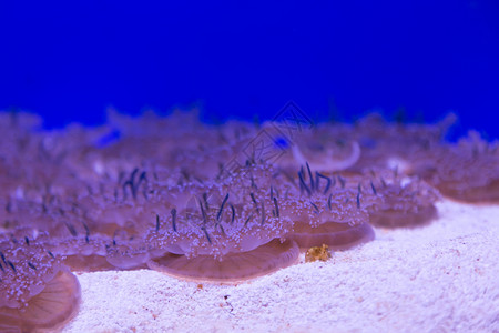 美杜莎水母水下潜水照片埃及红色 se游泳珊瑚海蜇物质生活危险热带蓝色生物学野生动物背景