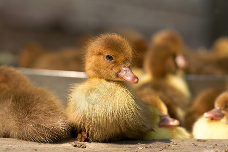 鸭家庭毛皮动物棕色鸟类水禽黄色红花池塘小鸭子背景图片