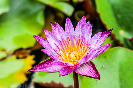 池塘里美丽的莲花 池塘里很多莲花都盛开花瓣荷花荒野植物叶子荷叶公园植物群热带百合图片