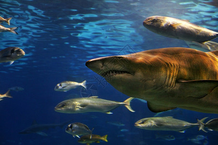 游泳鲨鱼蓝色热带海洋海绵背景图片
