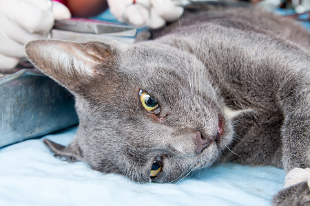 兽医外科中性猫科动物高清图片