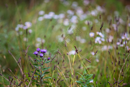 盛开国家场地野花紫色草地植物群乡村杂草风景背景背景图片