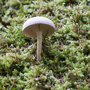 摩斯的白色蘑菇房背景图片