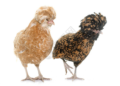 演播室的帕多瓦纳鸡肉工作室乡村波峰动物宠物农场家禽背景图片