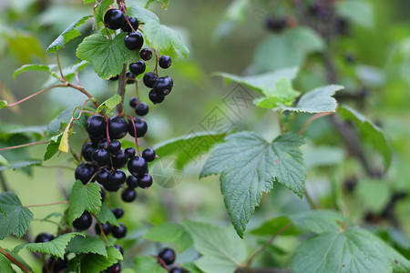 黑色卷纹食物绿色浆果衬套花园灌木收成水果营养叶子背景图片