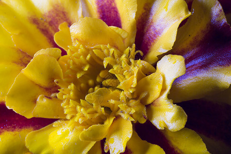 Tagetes 花流接近宏观粉色红色黄色植物群紫色背景图片