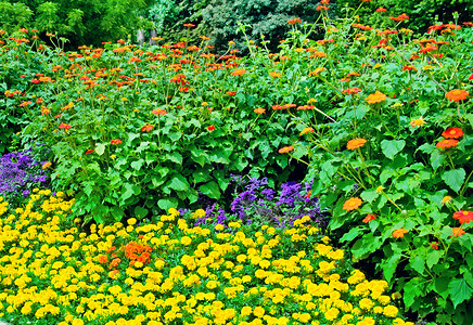 夏月公园美丽的花棚美化叶子公园园艺场景植物季节生长花坛庭园背景图片