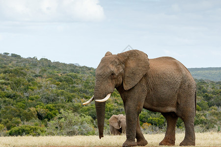 我是非洲布什大象的大人物之一背景图片