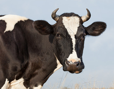 牛吃干草牛鼻子肉牛饲料奶牛繁殖群牛头奶牛场家畜食草牛群背景