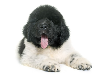 黑白小白狗新芬兰狗白色山狗动物宠物黑与白工作室黑色背景图片