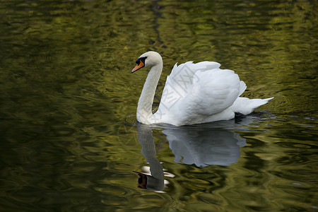 在森林湖里的白天鹅游泳翅膀白色动物群背景图片