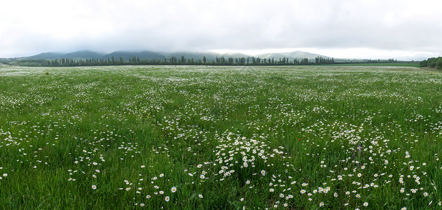 菊花田植物阳光场景季节场地草地国家草本植物晴天土地背景图片