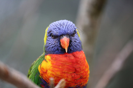 彩虹 Lorikeet 特写背景图片