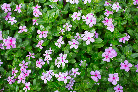 加泰罗兰特胡斯玫瑰花玫瑰粉色树叶植物热带花园高清图片