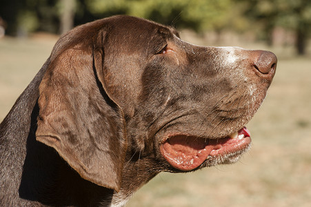棕色的狗头手表宠物软盘耳朵背景图片