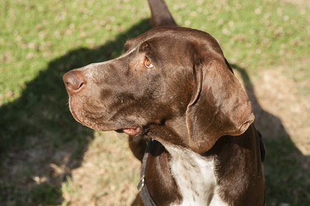 棕色的狗头软盘火车手表耳朵训练宠物会议背景图片