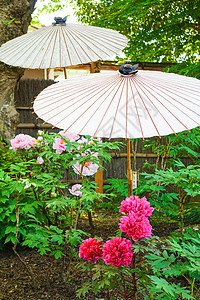 童子素材童子园花园闲暇花园树叶石头牡丹村庄木头院子花朵生长背景