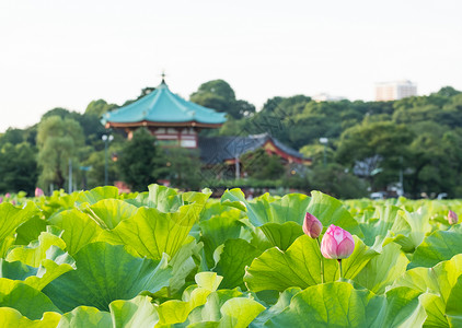 上野公园莲体池塘紫色季节树叶环境反思美丽百合花瓣叶子背景