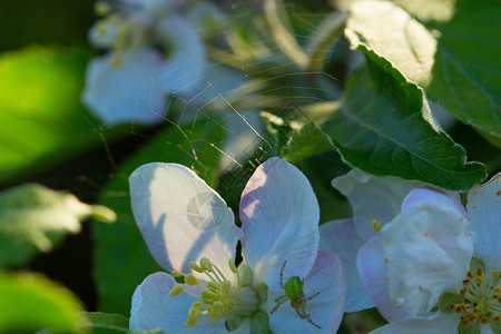 春天白花和绿蜘蛛背景图片