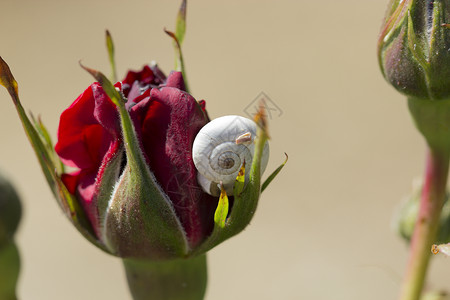 红色蜗牛花朵和红花 玫瑰上的蜗牛红色鼻涕虫野生动物背景
