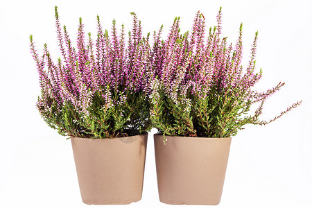 三支紫色马蹄莲粉红色的花朵在白色背景的锅里植物学紫色季节植物群粉色绿色植物背景