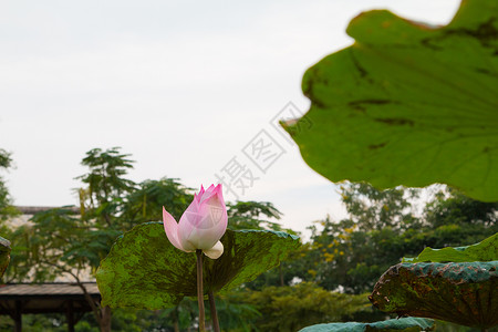 池塘中的莲花花热带百合季节植物植物群植物学花朵叶子美德荷花图片