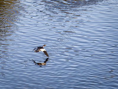 欧亚长城飞过水面水鸭鸭子翅膀翼子动物飞行高清图片