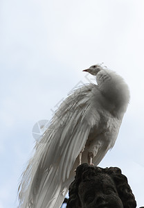 多博罗白孔雀站着 尾巴闭紧眼睛野生动物男性异国动物园羽毛荒野身体动物情调背景