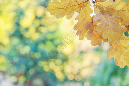 黄叶的秋天背景黄色水平环境季节风景宏观叶子选择性公园橡木背景图片
