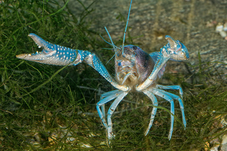 水族馆底部的蓝龙虾高清图片